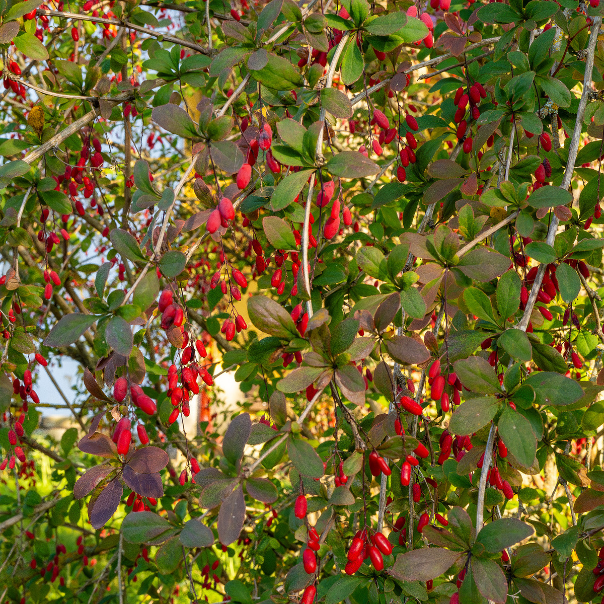 berberis-vulgaris_1-7