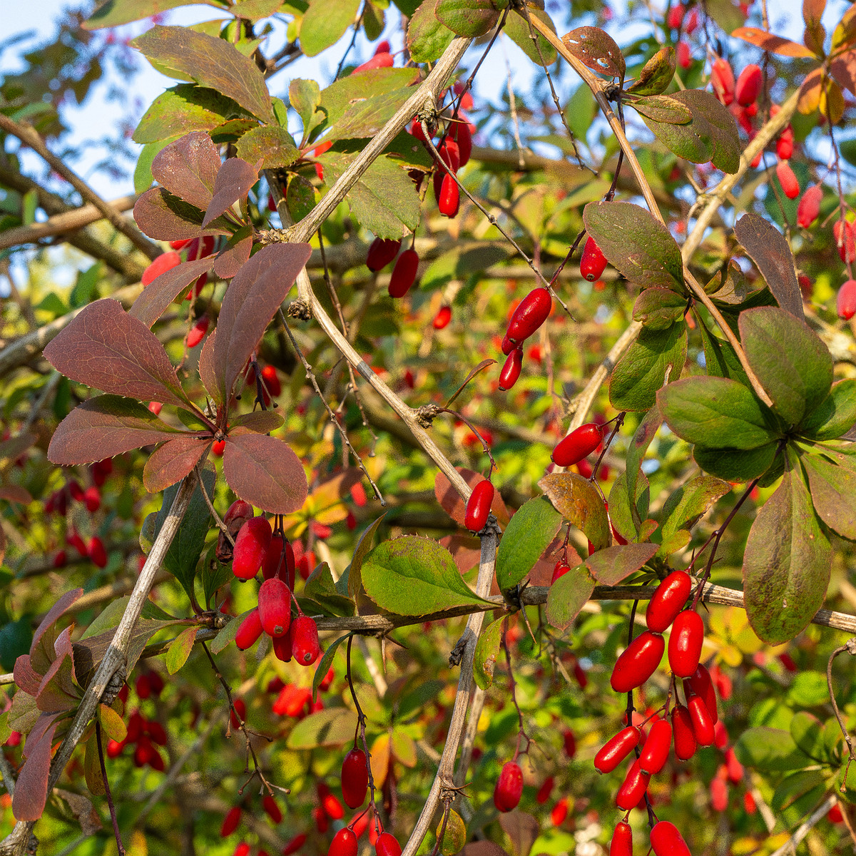 berberis-vulgaris_1-8