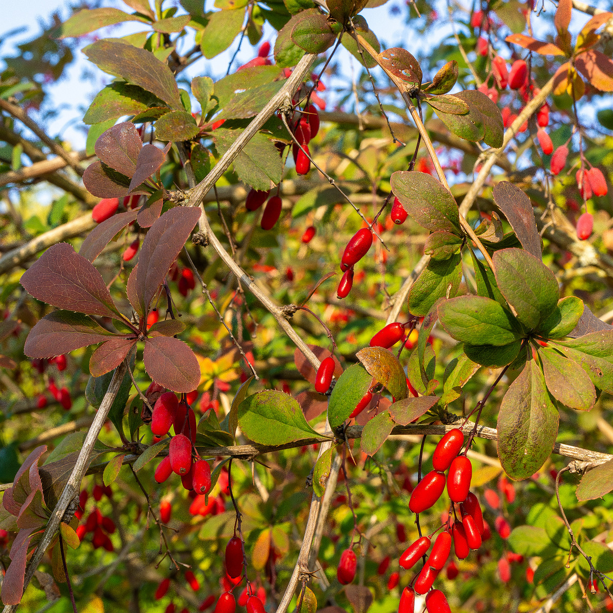 berberis-vulgaris_1-9