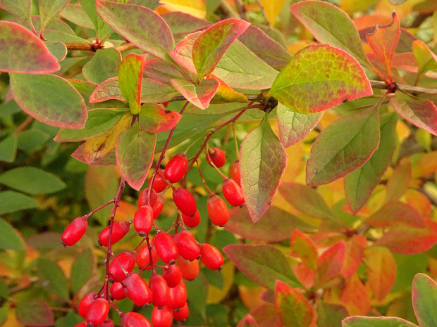 Барбарис Бергмана - Berberis bergmanniae