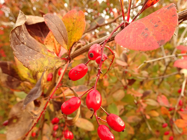 Барбарис Зибольда - Berberis sieboldii