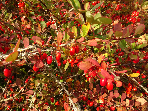 Барбарис Тунберга - Berberis thunbergii