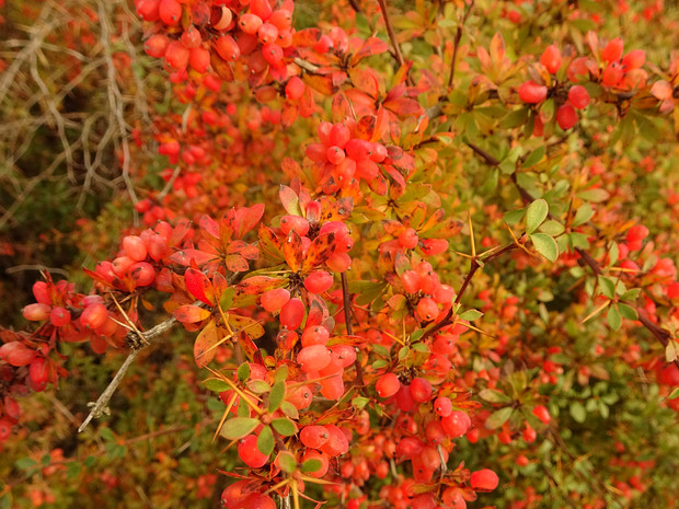 Барбарис аггрегатный - Berberis aggregata