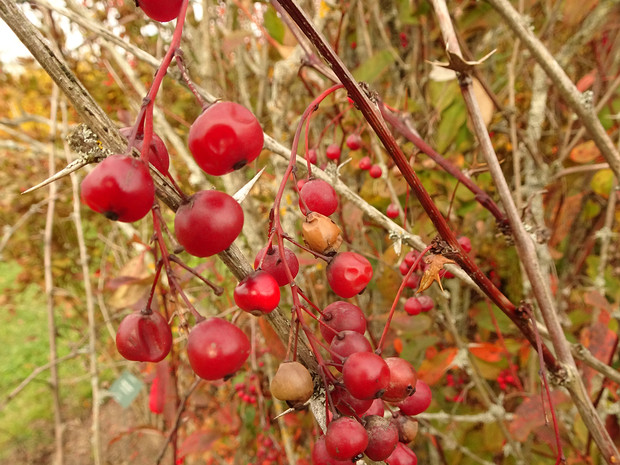 Барбарис корейский - Berberis koreana