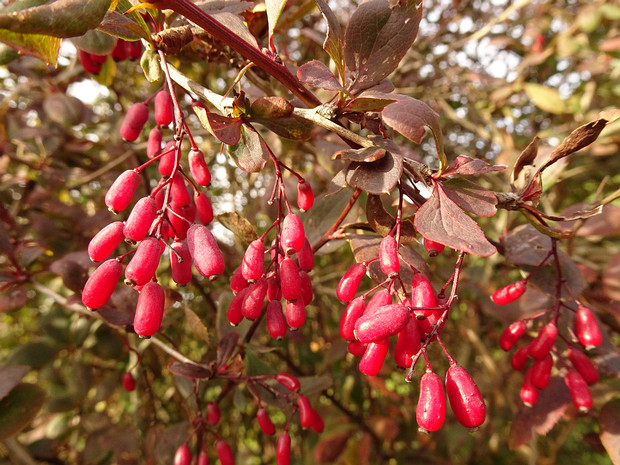 Барбарис обыкновенный 'Тёмносиреневый' - Berberis vulgaris 'Atropurpurea'