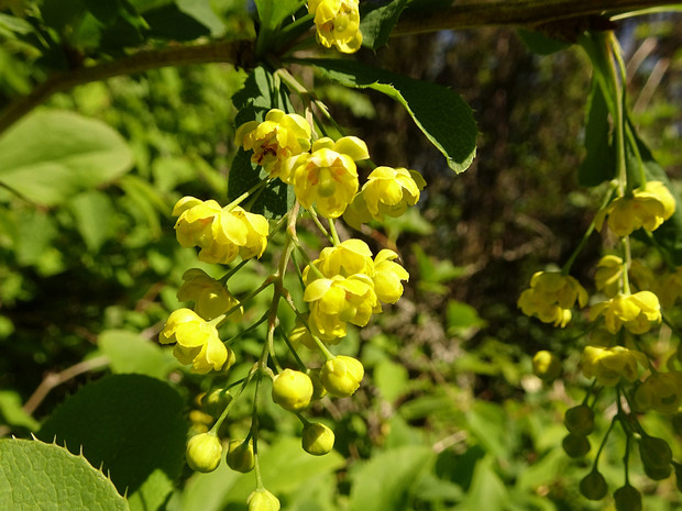 Барбарис обыкновенный - Berberis vulgaris