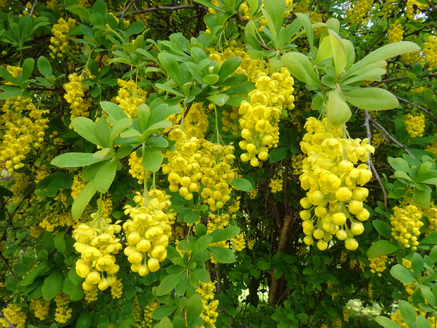 Барбарис x оттавский - Berberis x ottawensis