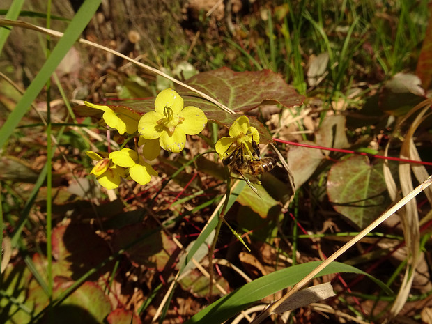 Горянка колхидская - Epimedium colchicum