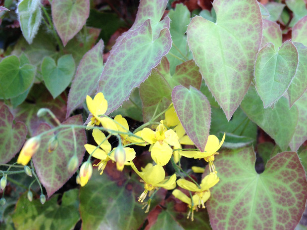 Горянка x перралхинум 'Fröhnleiten' - Epimedium x perralchinum 'Frohnleiten'