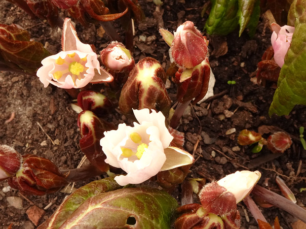 Китайский ноголистник шеститычинковый - Sinopodophyllum hexandrum