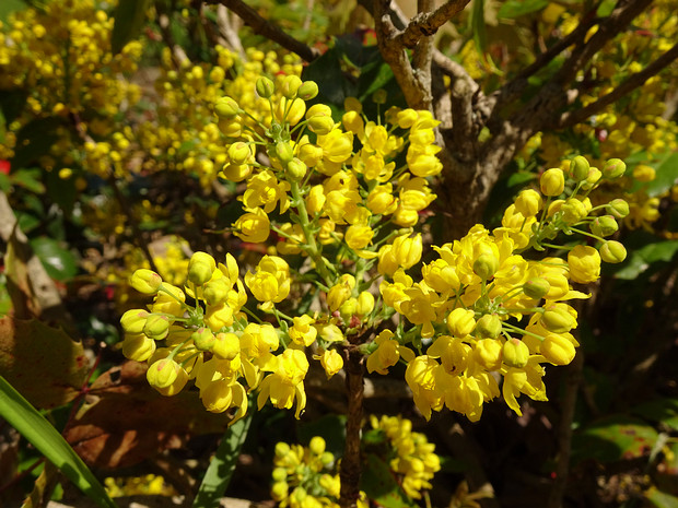 Магония падуболистная - Mahonia aquifolium