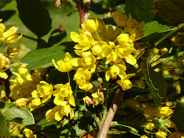 Магония ползучая - Mahonia repens