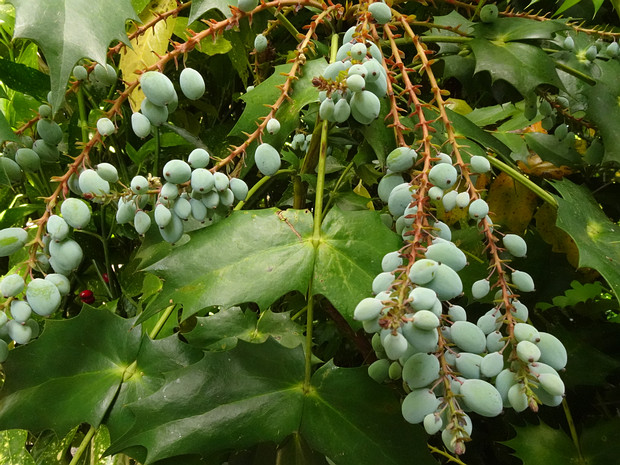 Магония японская - Mahonia japonica