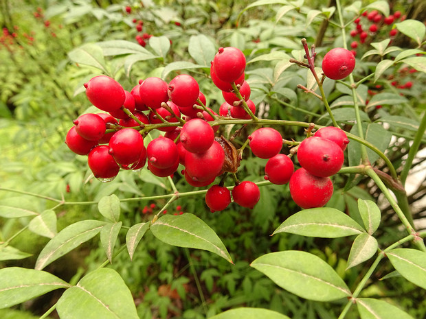 Нандина домашняя - Nandina domestica