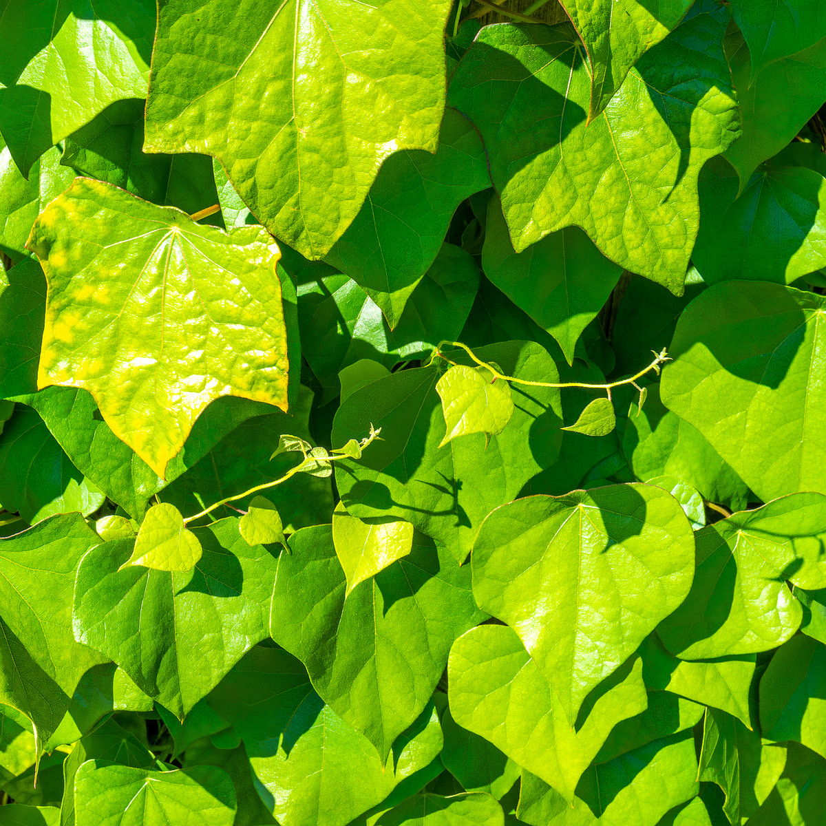 tallinn_botanical_garden_vines_garden-1