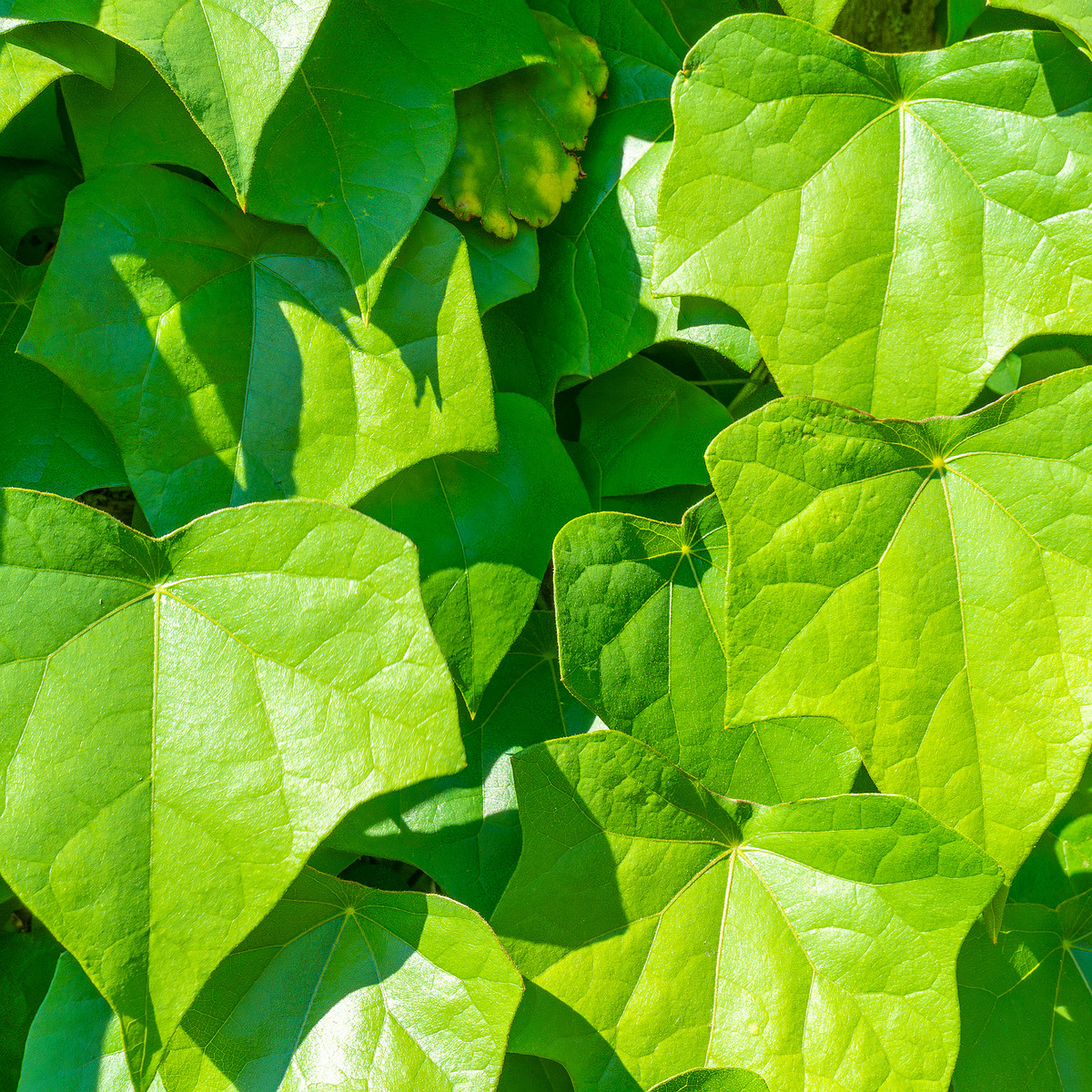 tallinn_botanical_garden_vines_garden-2