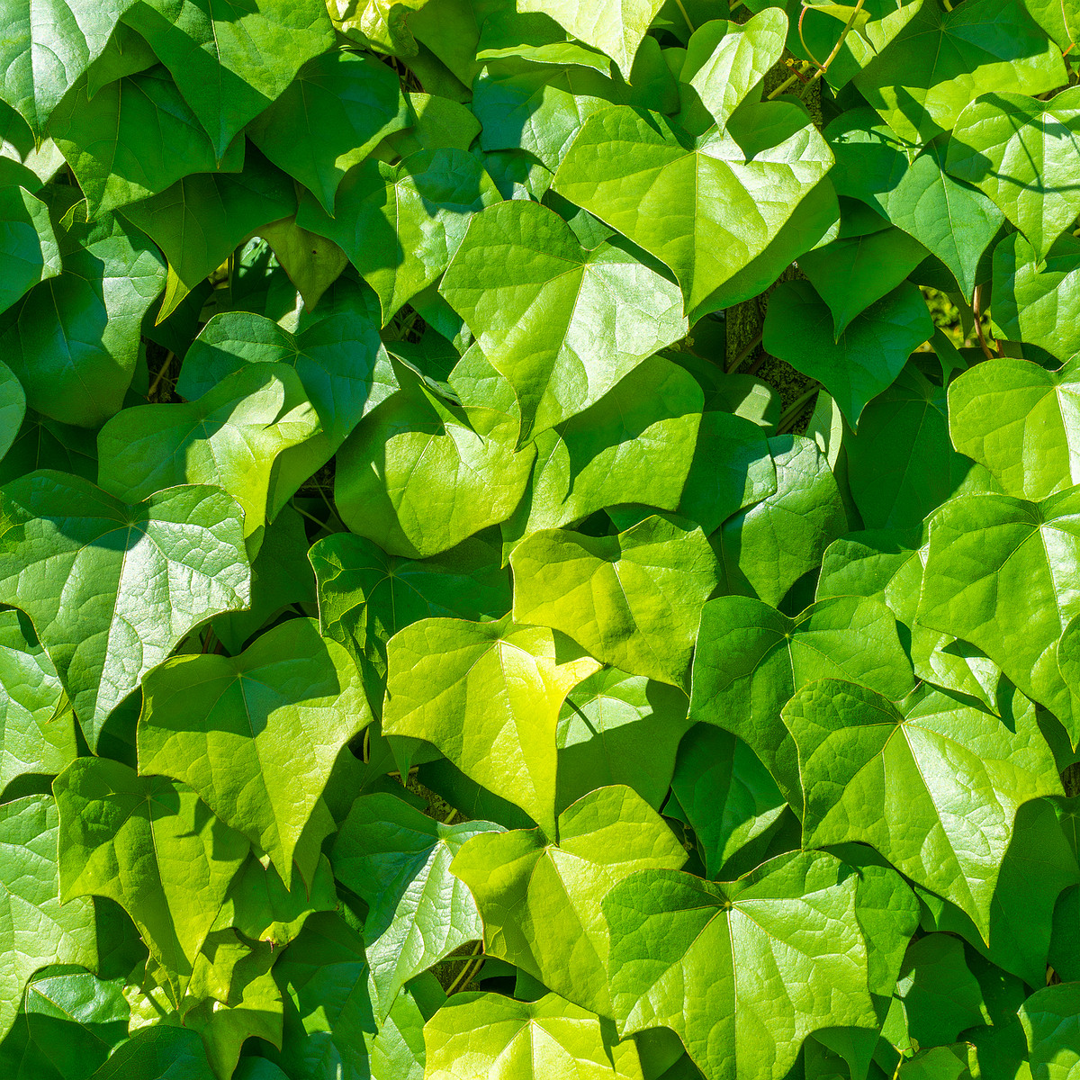 tallinn_botanical_garden_vines_garden-3