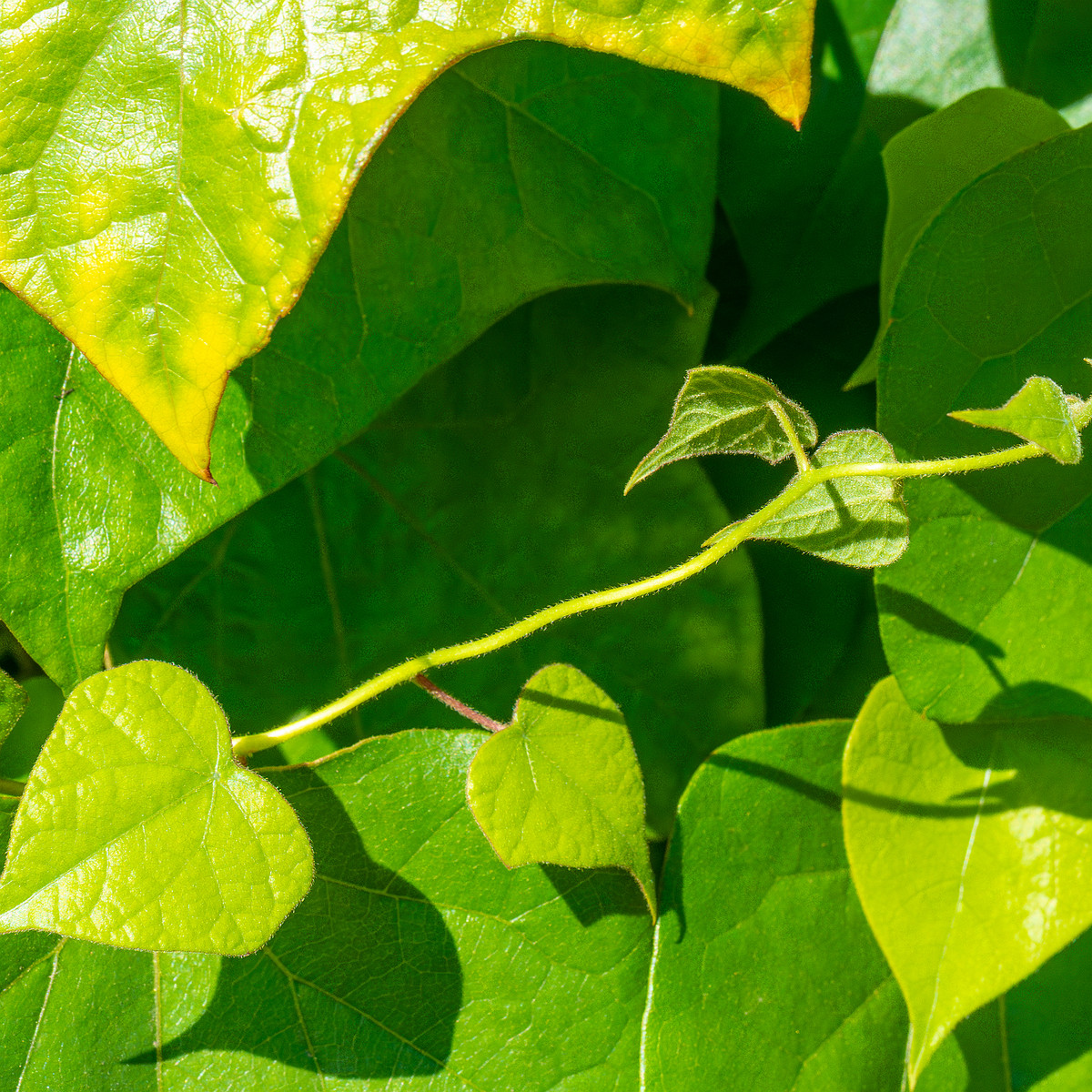 tallinn_botanical_garden_vines_garden-4