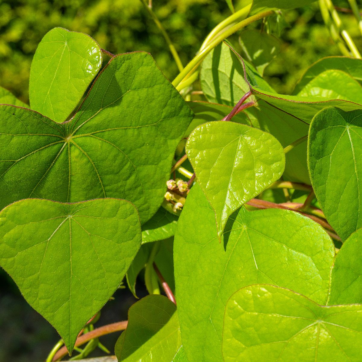 tallinn_botanical_garden_vines_garden-6