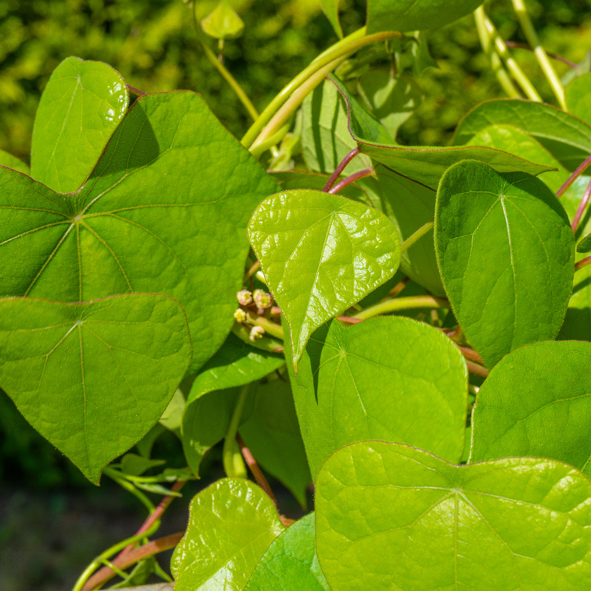 tallinn_botanical_garden_vines_garden-7