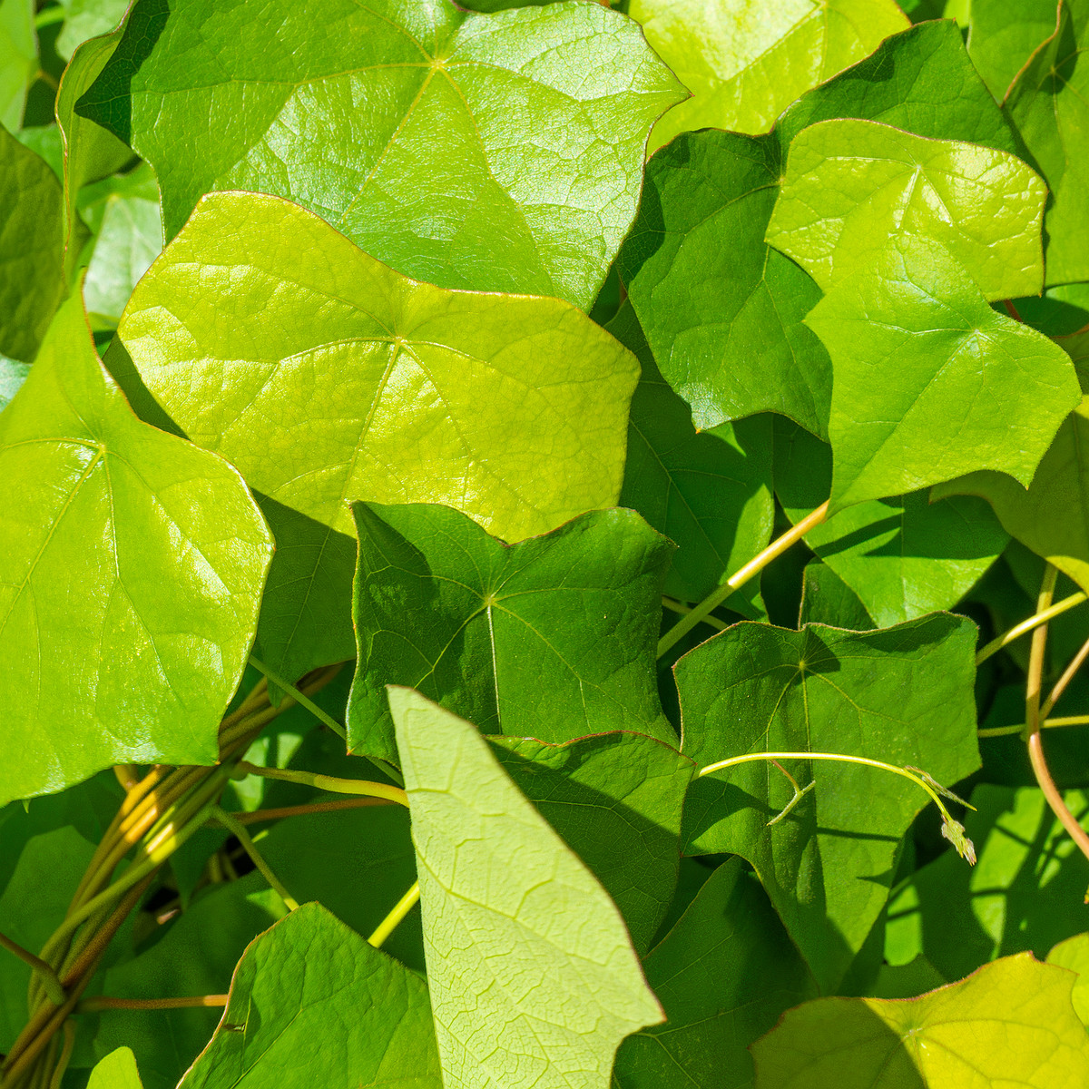 tallinn_botanical_garden_vines_garden-8