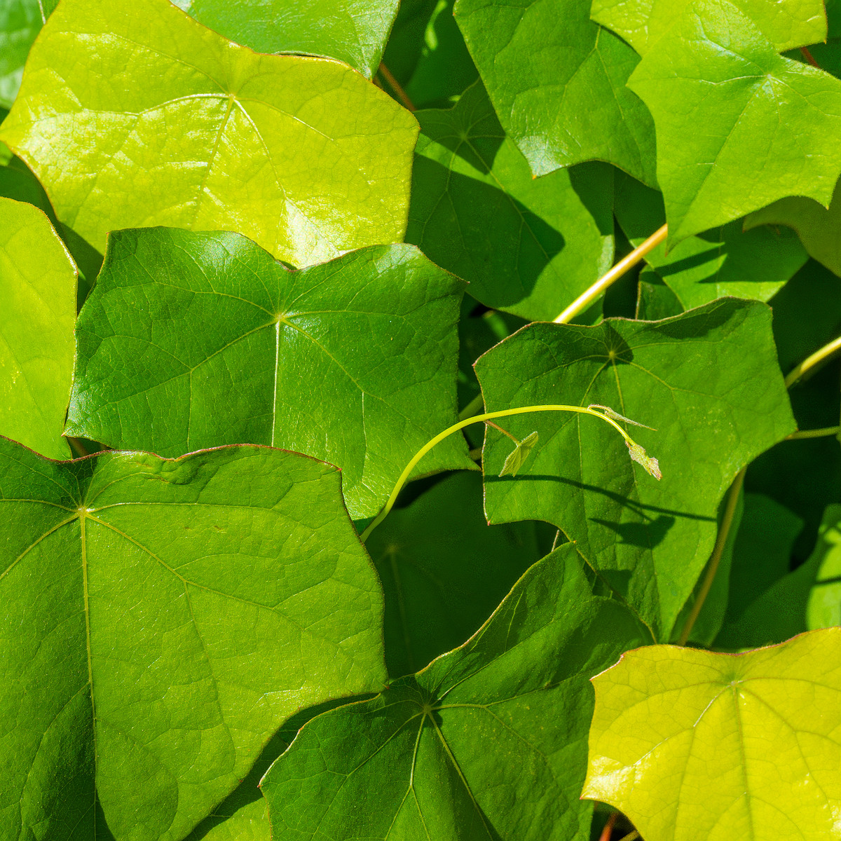 tallinn_botanical_garden_vines_garden-9