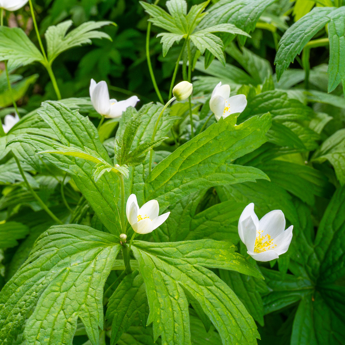 tallinn_botanical_garden_outside_alpine_plain-1