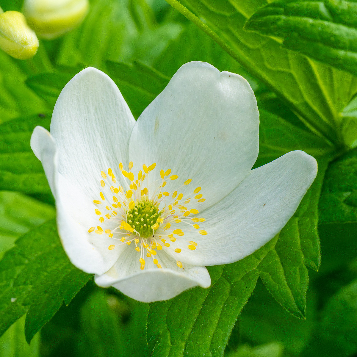 tallinn_botanical_garden_outside_alpine_plain-2