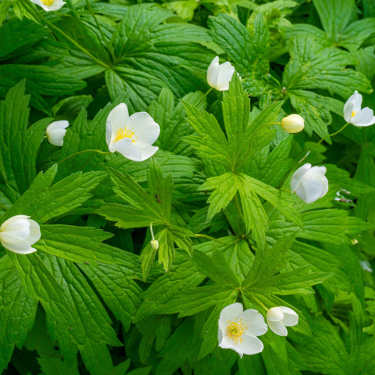 tallinn_botanical_garden_outside_alpine_plain-3