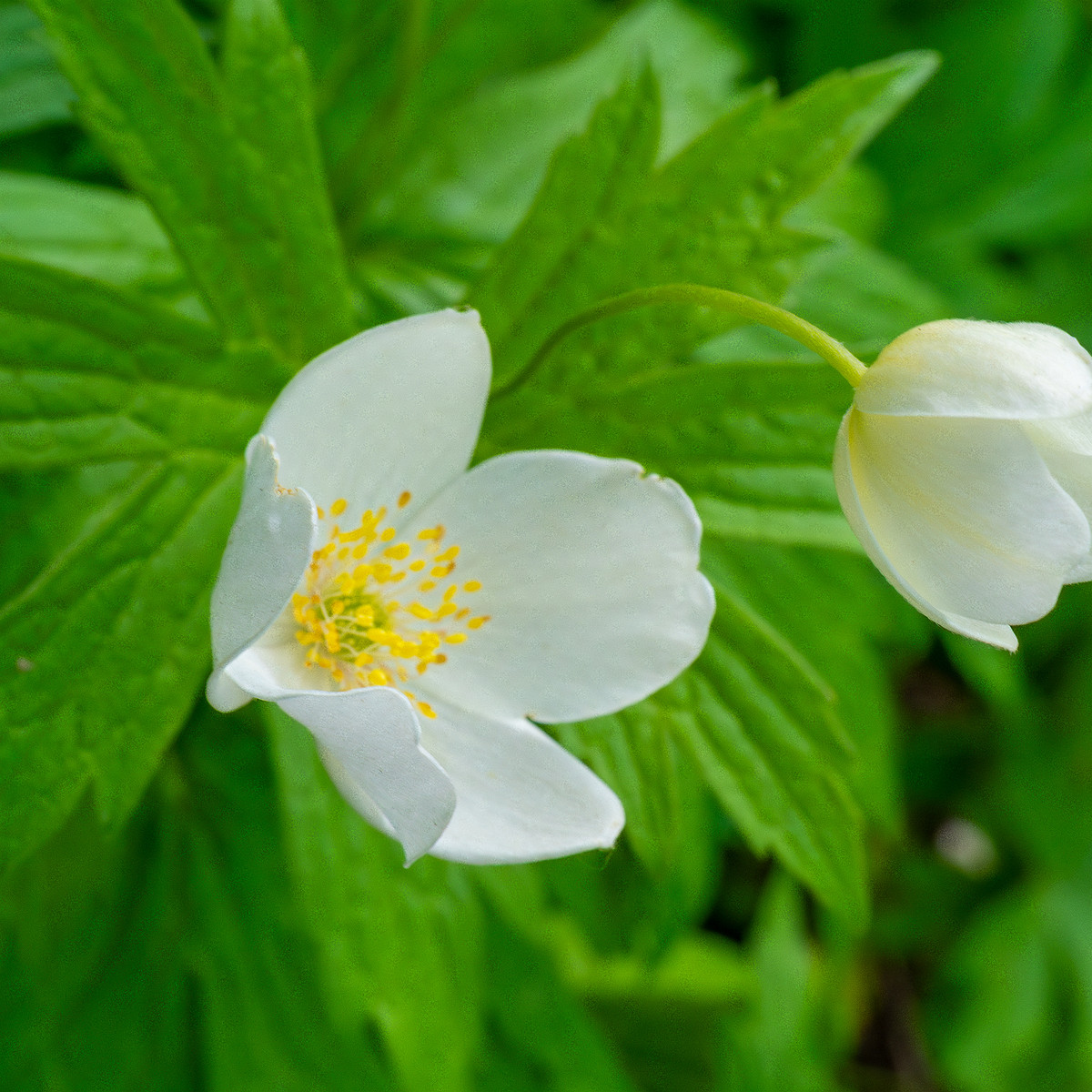 tallinn_botanical_garden_outside_alpine_plain-4