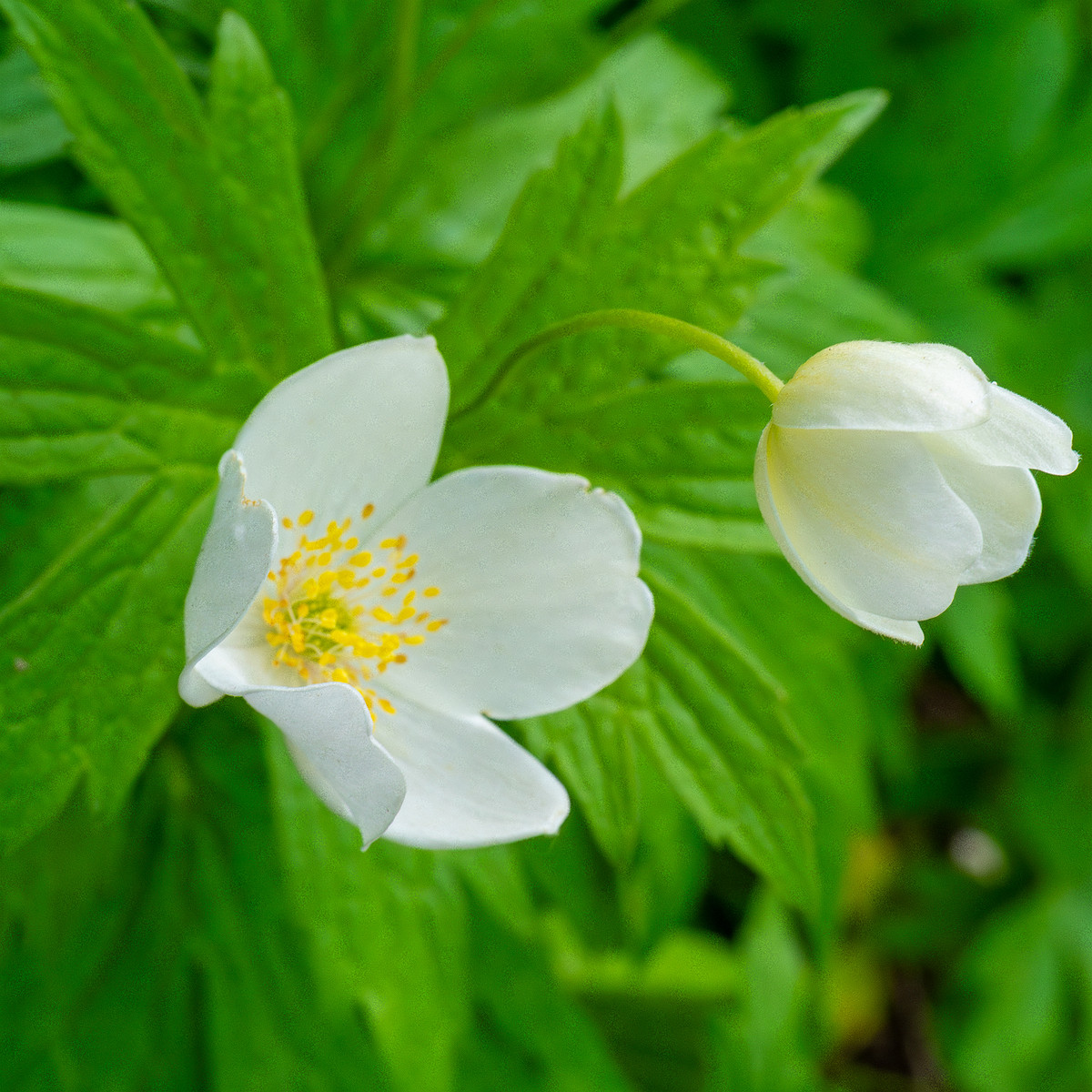 tallinn_botanical_garden_outside_alpine_plain-5