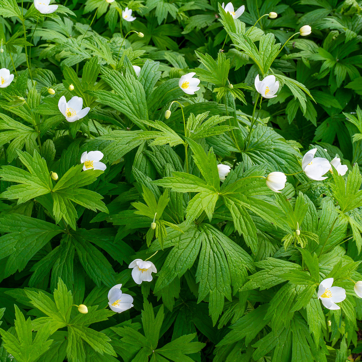 tallinn_botanical_garden_outside_alpine_plain-6