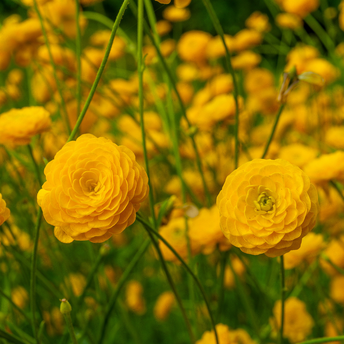 !tallinn_botanical_garden_outside_alpine_plain-25