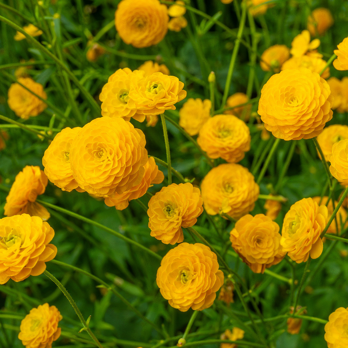 tallinn_botanical_garden_outside_alpine_plain-23