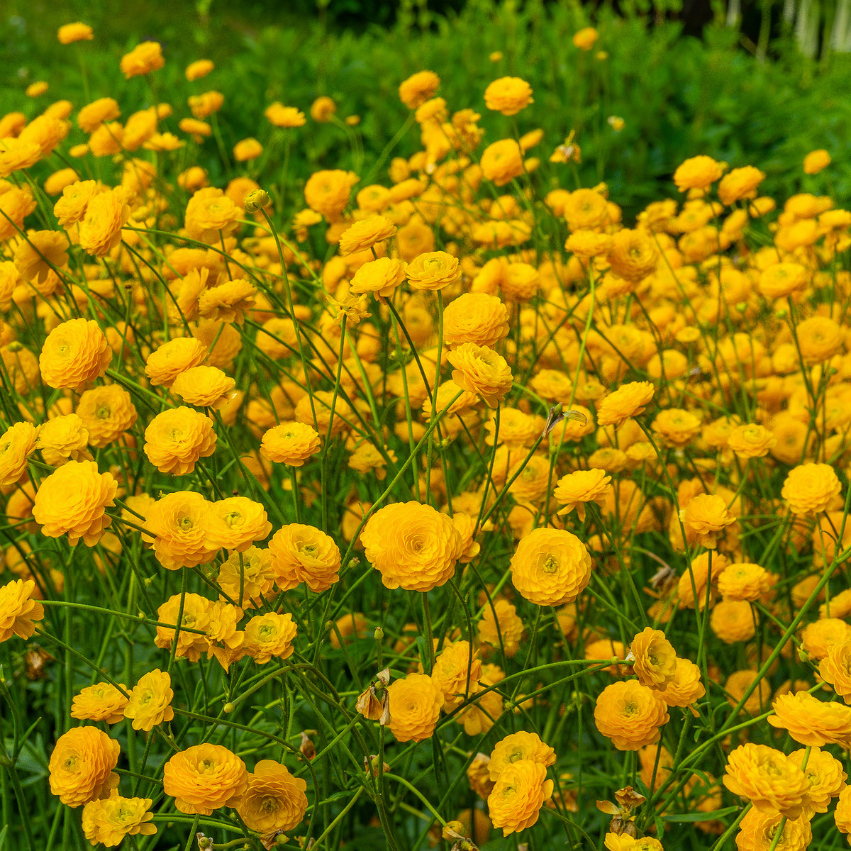 tallinn_botanical_garden_outside_alpine_plain-24