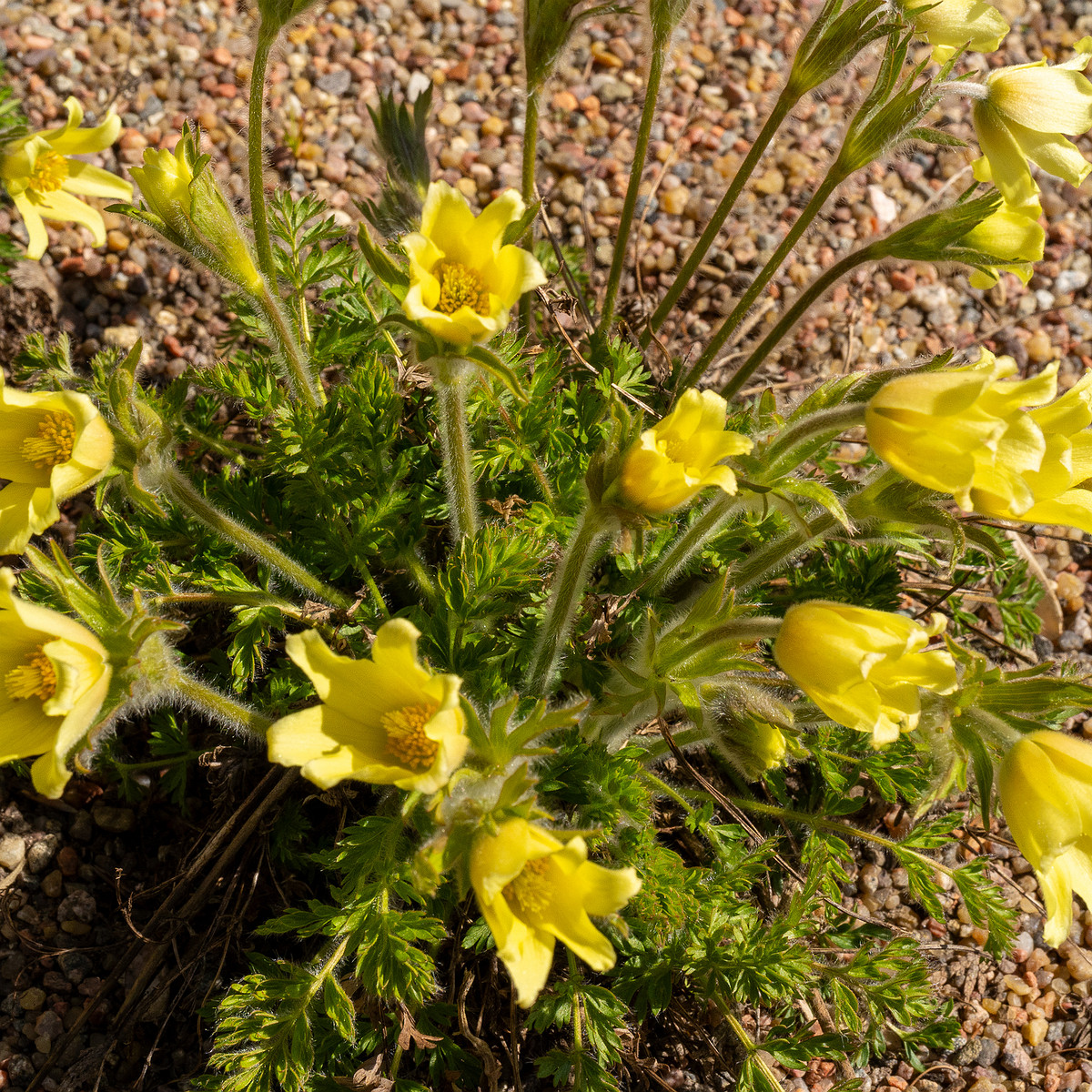 Pulsatilla-albana_Прострел-албанский_1-2