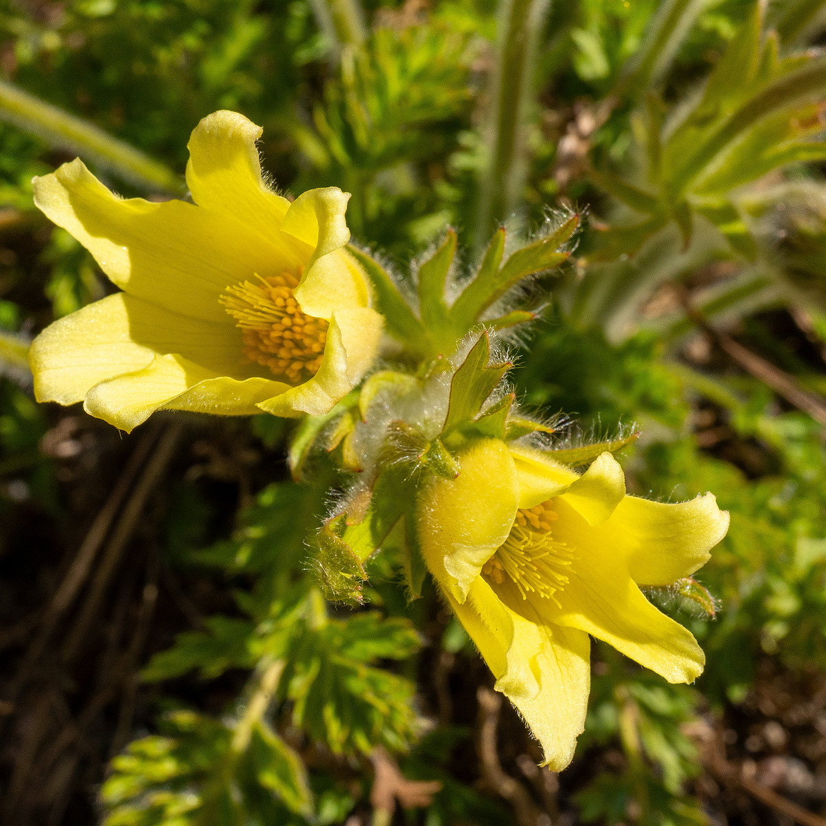 Pulsatilla-albana_Прострел-албанский_1-3