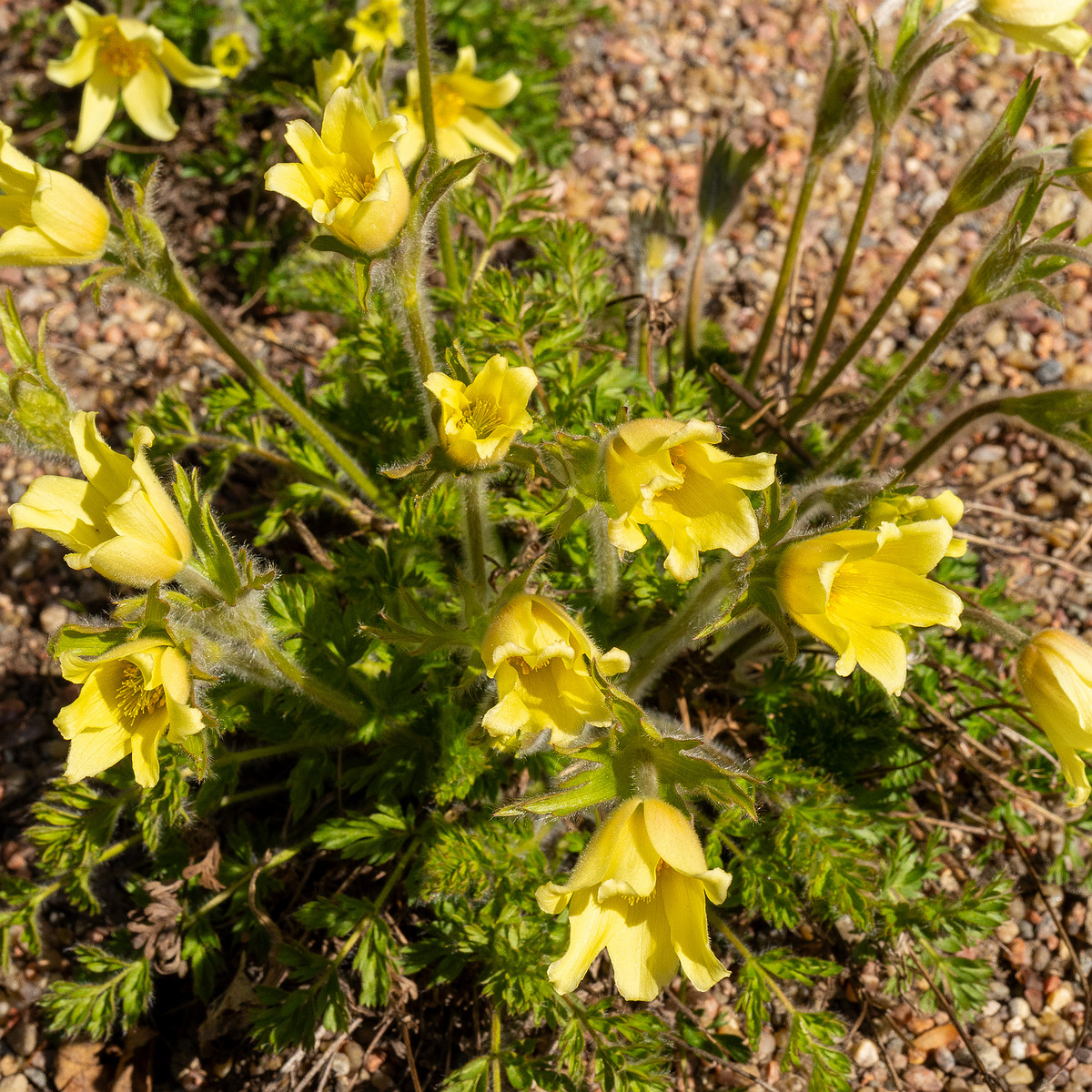 Pulsatilla-albana_Прострел-албанский_1-5