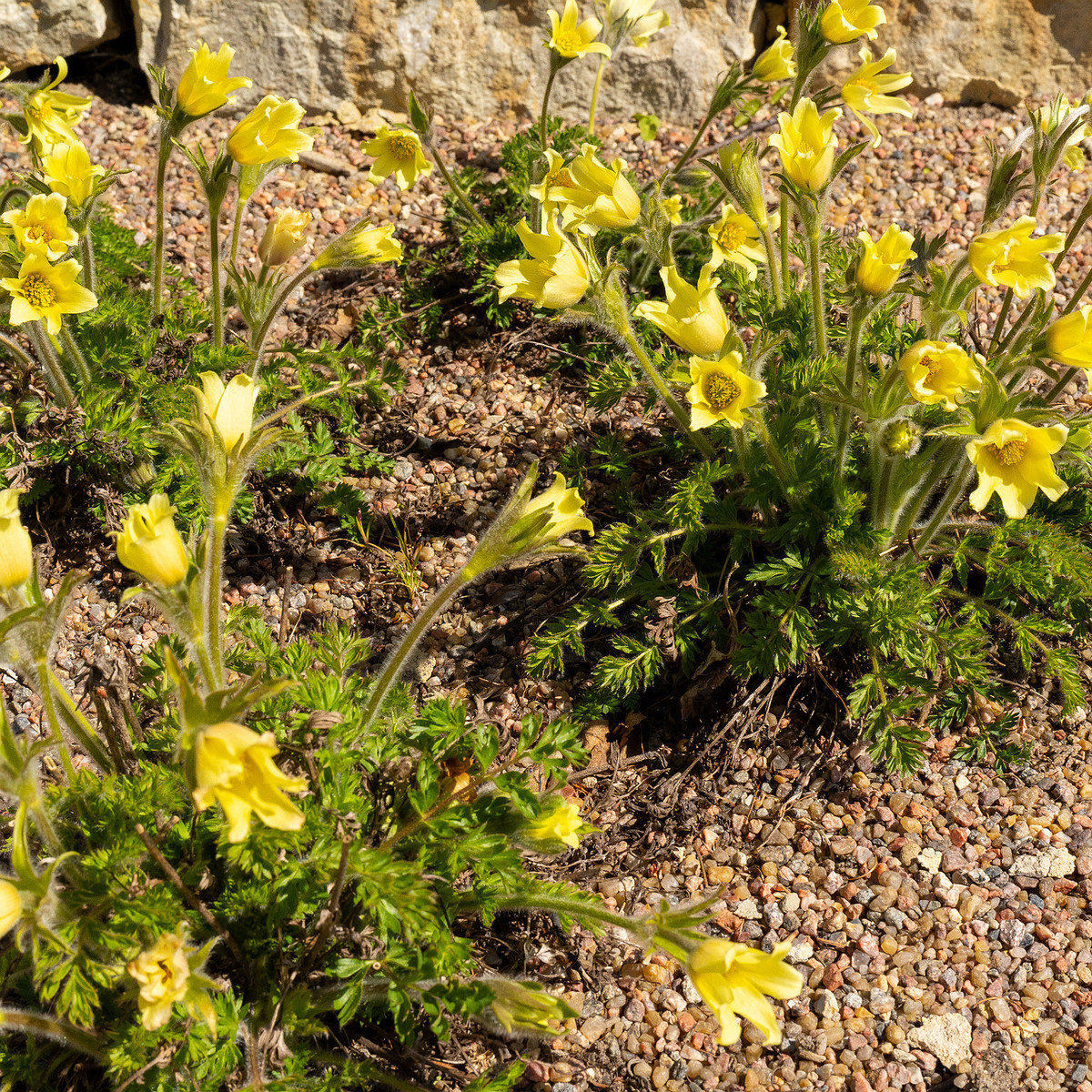 Pulsatilla-albana_Прострел-албанский_1-6