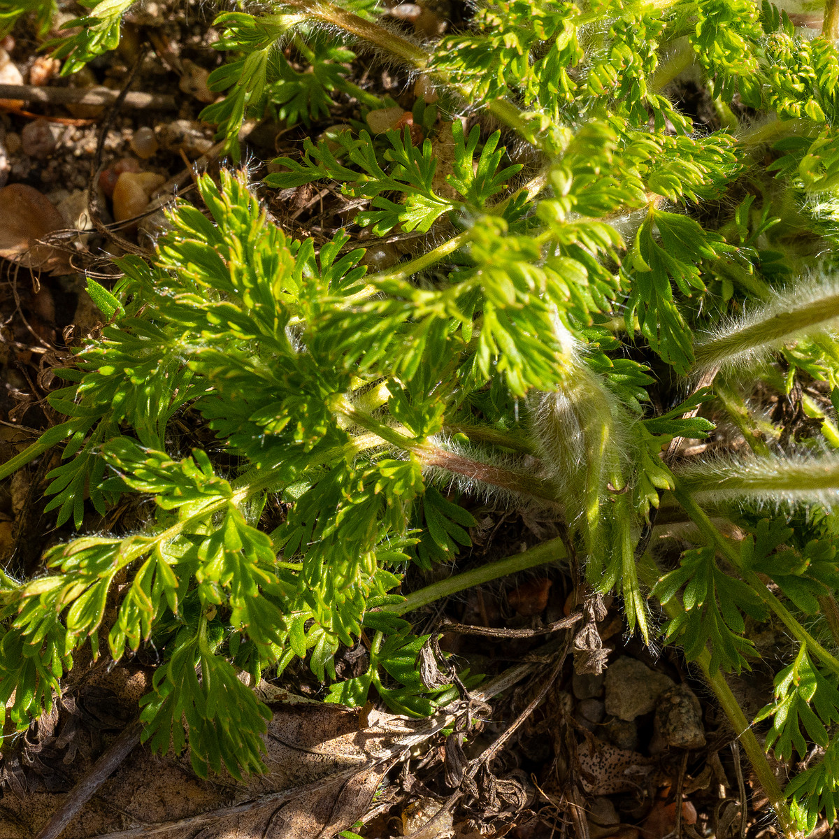 Pulsatilla-albana_Прострел-албанский_1-7