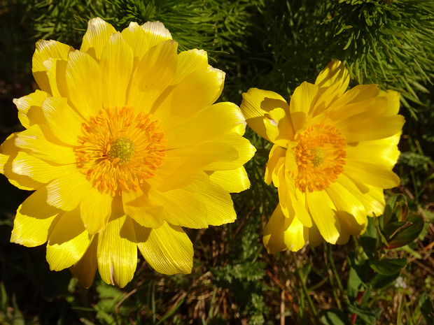 Адонис весенний - Adonis vernalis