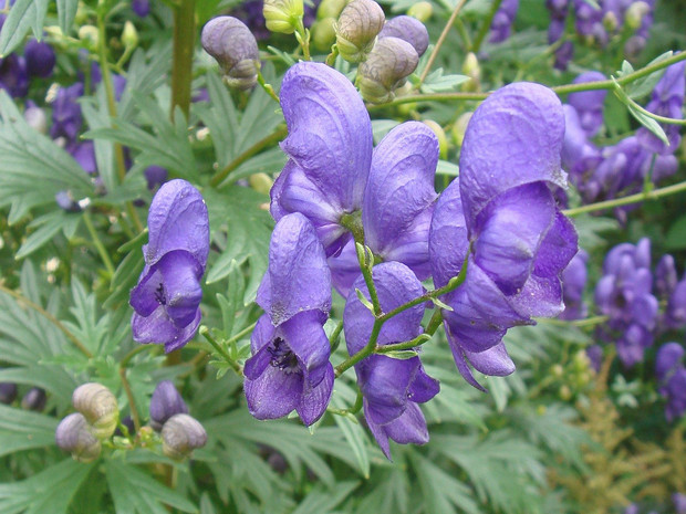 Борец клобучковый - Aconitum napellus