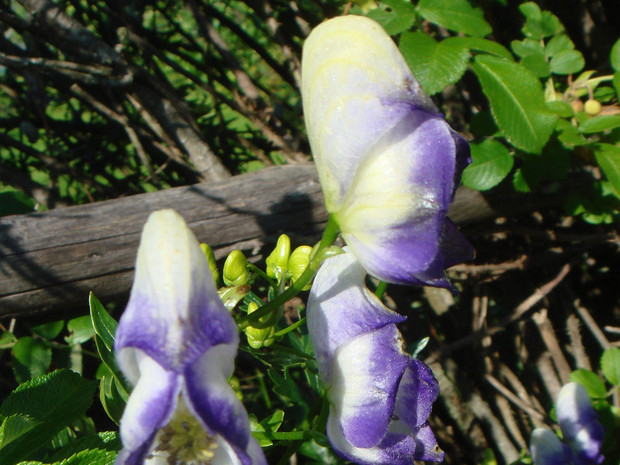 Борец северный - Aconitum septentrionale