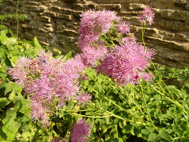 Василисник водосборолистный красная форма - Thalictrum aquilegiifolium f. rubra