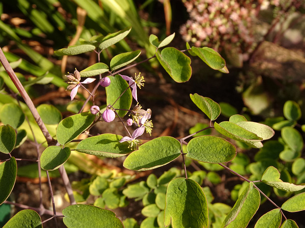 Василистник Делавая - Thalictrum delavayi