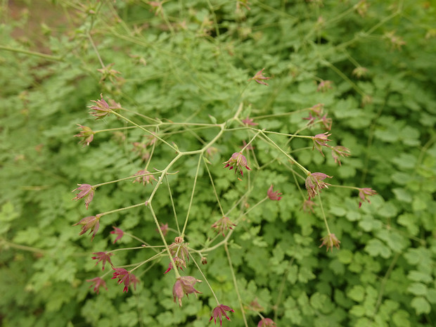 Василистник вонючий - Thalictrum foetidum