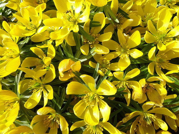 Весенник зимующий 'Золото Гвинеи' - Eranthis hyemalis 'Guinea Gold'