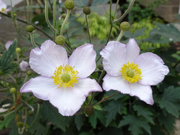 Ветреница войлочная - Anemone tomentosa