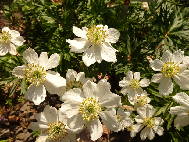 Ветреница нарциссоцветковая - Anemone narcissiflora