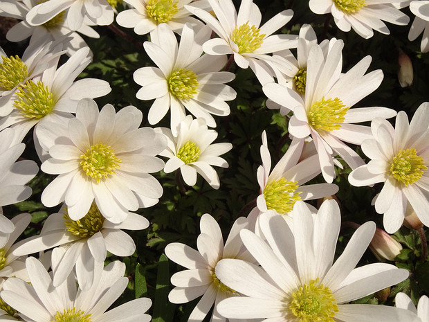 Ветреница нежная 'Белое Изобилие' - Anemone blanda 'White Splendour'